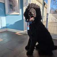 Lucky, a male Poodle for sale in Burlington, NJ – Photo 1 of 3