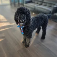 Lucky, a male Poodle for sale in Burlington, NJ – Photo 2 of 3