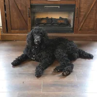 Lucky, a male Poodle for sale in Burlington, NJ – Photo 3 of 3