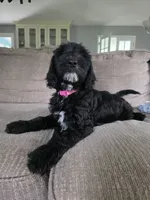 Summer, a female Goldendoodle for sale in Burlington, NJ – 7 of 7