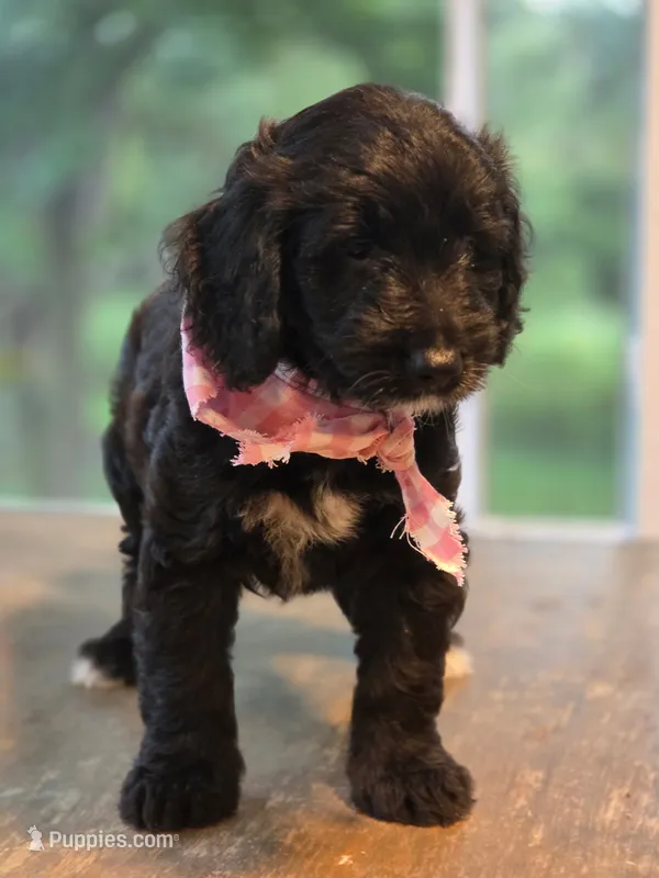 Sky – Goldendoodle puppy for sale in Burlington, NJ