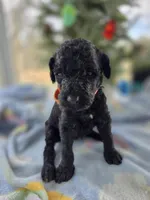 Mira , a female Goldendoodle for sale in Burlington, NJ – Photo 1 of 2