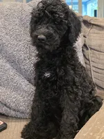 Precious, a female Goldendoodle for sale in Burlington, NJ – Photo 1 of 3