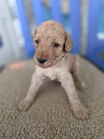 Charlie, a male Goldendoodle for sale in Burlington, NJ – Photo 2 of 2