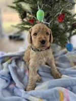 Charlie, a male Goldendoodle for sale in Burlington, NJ – Photo 1 of 2