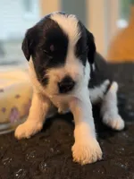 Milky, a male Goldendoodle for sale in Burlington, NJ – 2 of 3