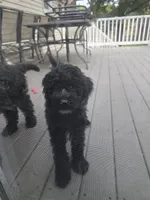 Lucky, a male Goldendoodle for sale in Burlington, NJ – 5 of 5