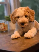 Marco, a male Goldendoodle for sale in Burlington, NJ – 2 of 2