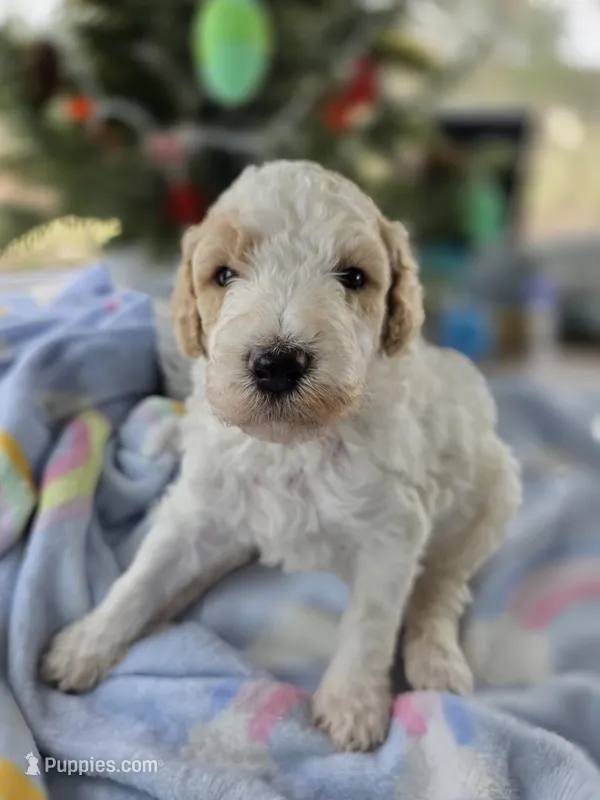 Prince – Goldendoodle puppy for sale in Burlington, NJ