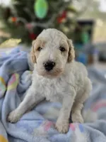 Prince, a male Goldendoodle for sale in Burlington, NJ – Photo 1 of 2