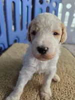 Prince, a male Goldendoodle for sale in Burlington, NJ – Photo 2 of 2