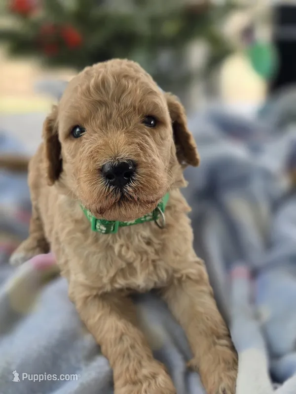 Teddy – Goldendoodle puppy for sale in Burlington, NJ