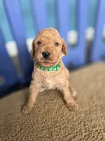 Teddy, a male Goldendoodle for sale in Burlington, NJ – Photo 2 of 2