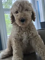 Teddy , a male Goldendoodle for sale in Burlington, NJ – Photo 1 of 3