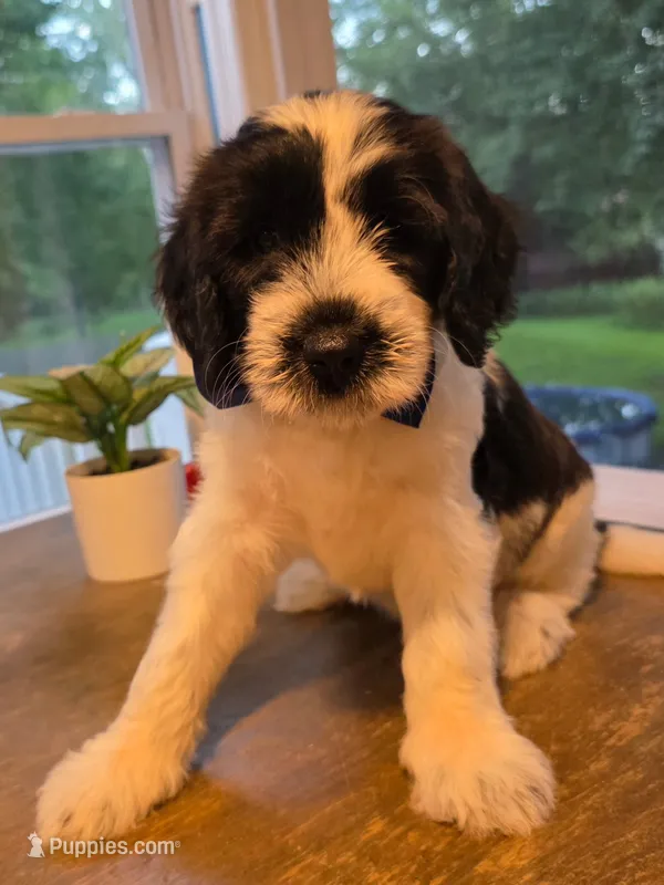 Milky – Goldendoodle puppy on hold in Burlington, NJ
