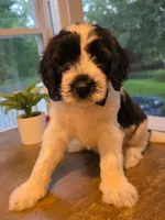 Milky, a male Goldendoodle for sale in Burlington, NJ – 1 of 3