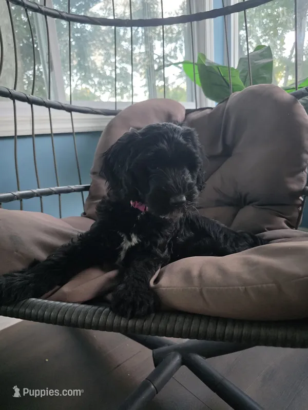 Summer – Goldendoodle puppy for sale in Burlington, NJ