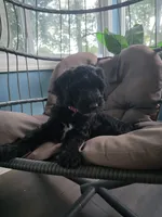 Summer, a female Goldendoodle for sale in Burlington, NJ – 3 of 7