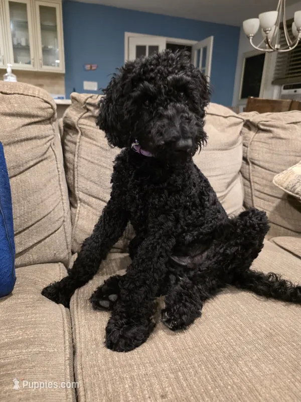 Precious – Goldendoodle puppy for sale in Burlington, NJ
