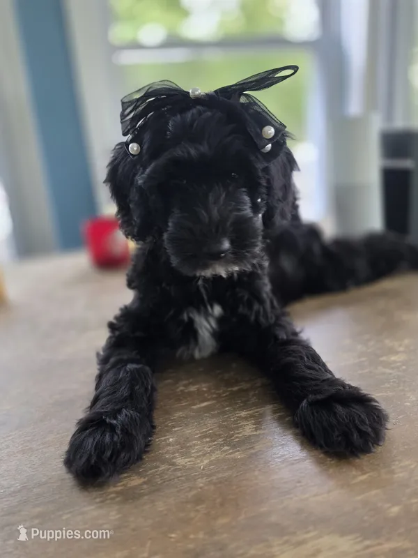 Summer – Goldendoodle puppy for sale in Burlington, NJ
