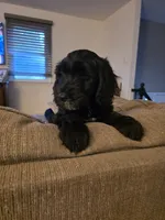 Sky, a female Goldendoodle for sale in Burlington, NJ – 2 of 5