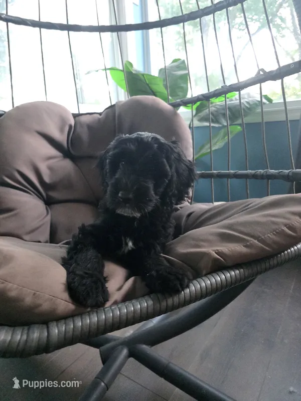 Sky – Goldendoodle puppy on hold in Burlington, NJ