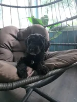 Sky, a female Goldendoodle for sale in Burlington, NJ – 1 of 5