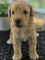 Benji, a male Goldendoodle for sale in Burlington, NJ – 2 of 4