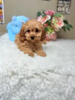 Bentley, a male Cavapoo for sale in Foley, AL – Photo 2 of 3