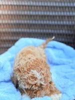 Finny Tuxedo Cavapoochon Male Forever Teddy, a male Cavapoo for sale in Foley, AL – 3 of 4