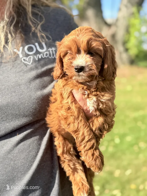 Chloe Red and White Cavapoo F1 – Cavapoo, Cavalier King Charles Spaniel puppy for sale in Foley, AL