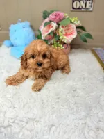 Winston, a male Cavapoo for sale in Foley, AL – Photo 3 of 3