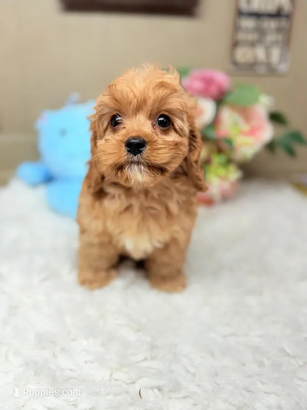 Winston, a male Cavapoo for sale in Foley, AL – Photo 1 of 3