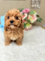 Winston, a male Cavapoo for sale in Foley, AL – Photo 2 of 3