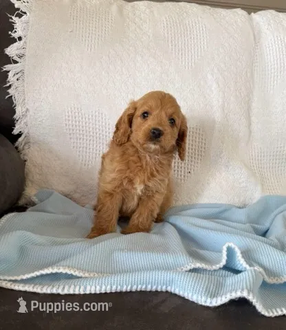 Charlie Cavapoo F1b – Cavapoo, Poodle - Toy  puppy for sale in Foley, AL