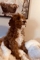 Kringle Rosie Hold, a female Cavapoo and Cavachon for sale in Foley, AL – Photo 2 of 4