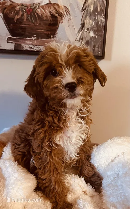 Kringle Rosie Hold, a female Cavapoo and Cavachon for sale in Foley, AL – Photo 1 of 4