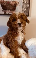 Kringle Rosie Hold, a female Cavapoo and Cavachon for sale in Foley, AL – Photo 1 of 4