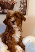 Kringle Rosie Hold, a female Cavapoo and Cavachon for sale in Foley, AL – Photo 3 of 4