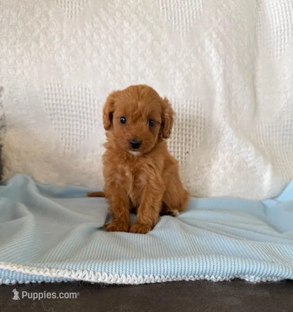 Ruby Stevie Cavapoo F1B – Cavapoo, Poodle - Toy  puppy for sale in Foley, AL