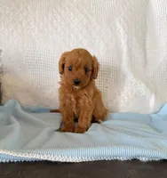 Ruby Stevie Cavapoo F1B, a male Cavapoo and Poodle - Toy  for sale in Foley, AL – 1 of 2