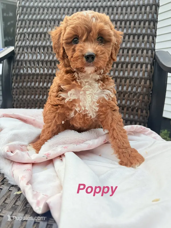 Poppy Cavapoochon Teddy Female Ruby – Cavapoo puppy for sale in Foley, AL