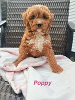 Poppy Cavapoochon Teddy Female Ruby, a female Cavapoo for sale in Foley, AL – 1 of 6