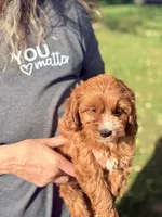 Chloe Red and White Cavapoo F1, a female Cavapoo and Cavalier King Charles Spaniel for sale in Foley, AL – 2 of 3