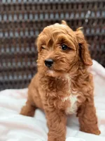 Rosetta Ruby Cavapoochon Female Forever Teddy, a female Cavapoo for sale in Foley, AL – 2 of 3