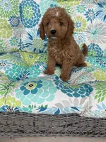 Daisey F1B Cavapoo, a female Cavapoo for sale in Foley, AL – 4 of 4