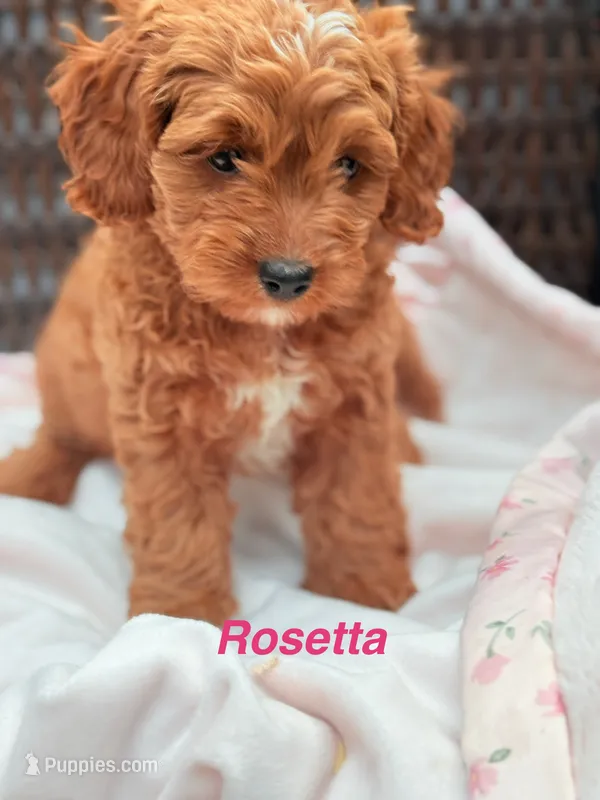 Rosetta Ruby Cavapoochon Female Forever Teddy – Cavapoo puppy for sale in Foley, AL
