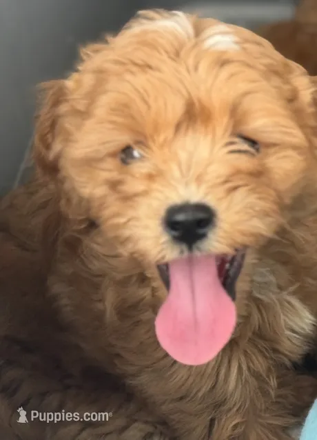 Debbie F1B Cavapoo – Cavapoo puppy for sale in Foley, AL