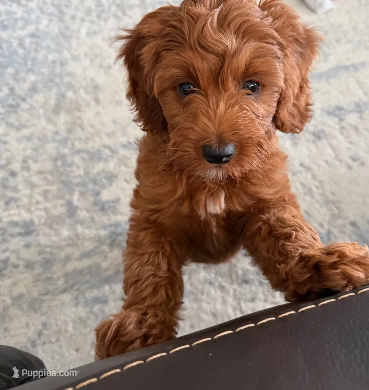 Rainey F1B Cavapoo – Cavapoo puppy for sale in Foley, AL