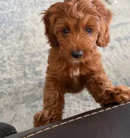Rainey F1B Cavapoo, a female Cavapoo for sale in Foley, AL – 1 of 2